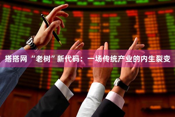 搭搭网 “老树”新代码:一场传统产业的内生裂变