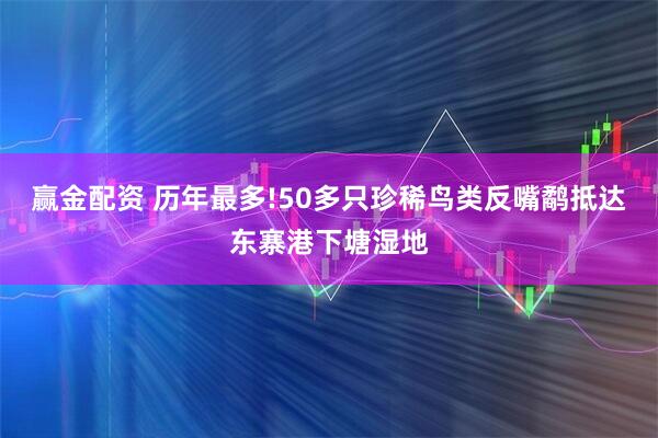 赢金配资 历年最多!50多只珍稀鸟类反嘴鹬抵达东寨港下塘湿地